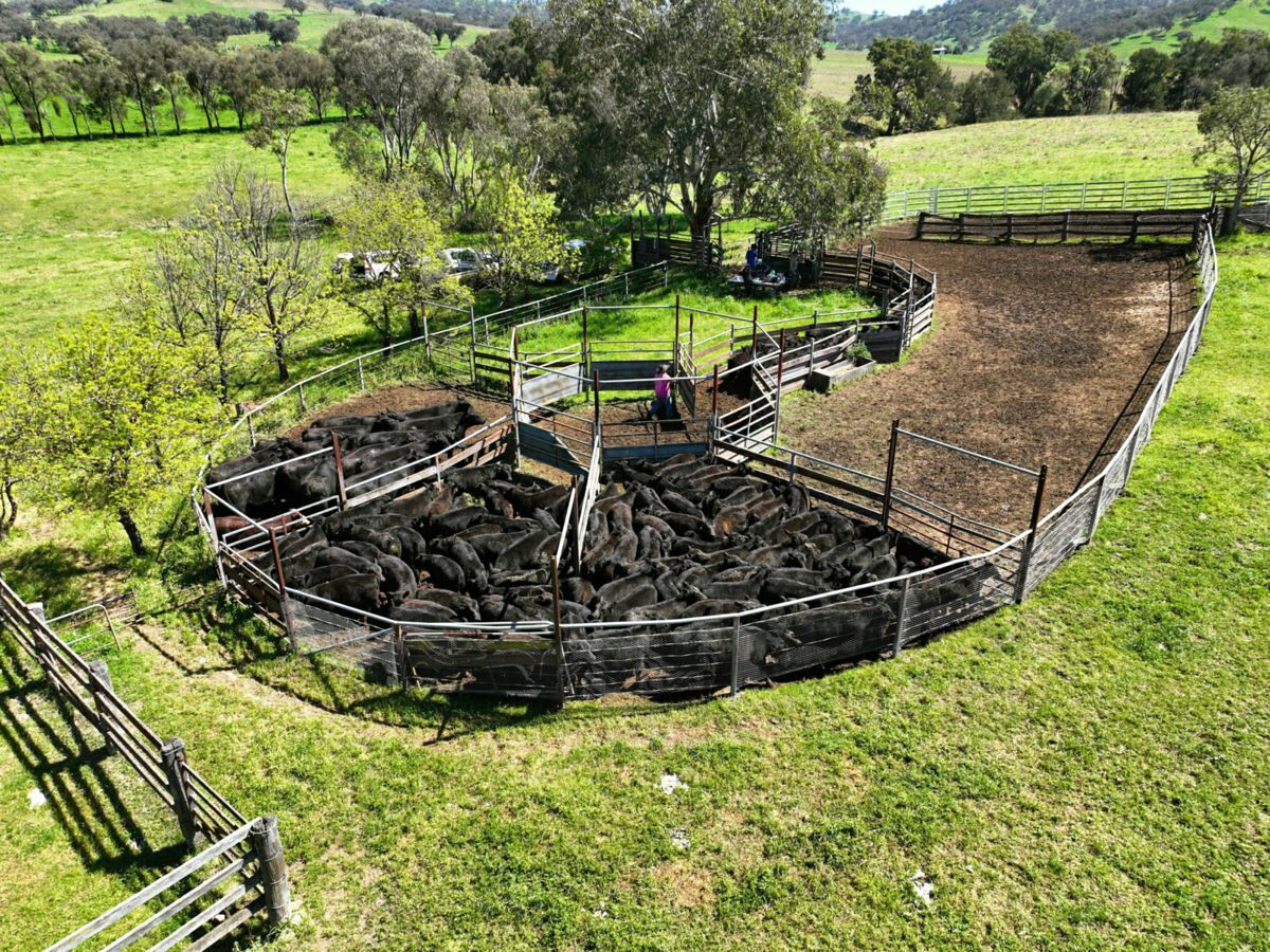 650 Donalds Creek Road, SCONE, Scone - Thumbnail 3