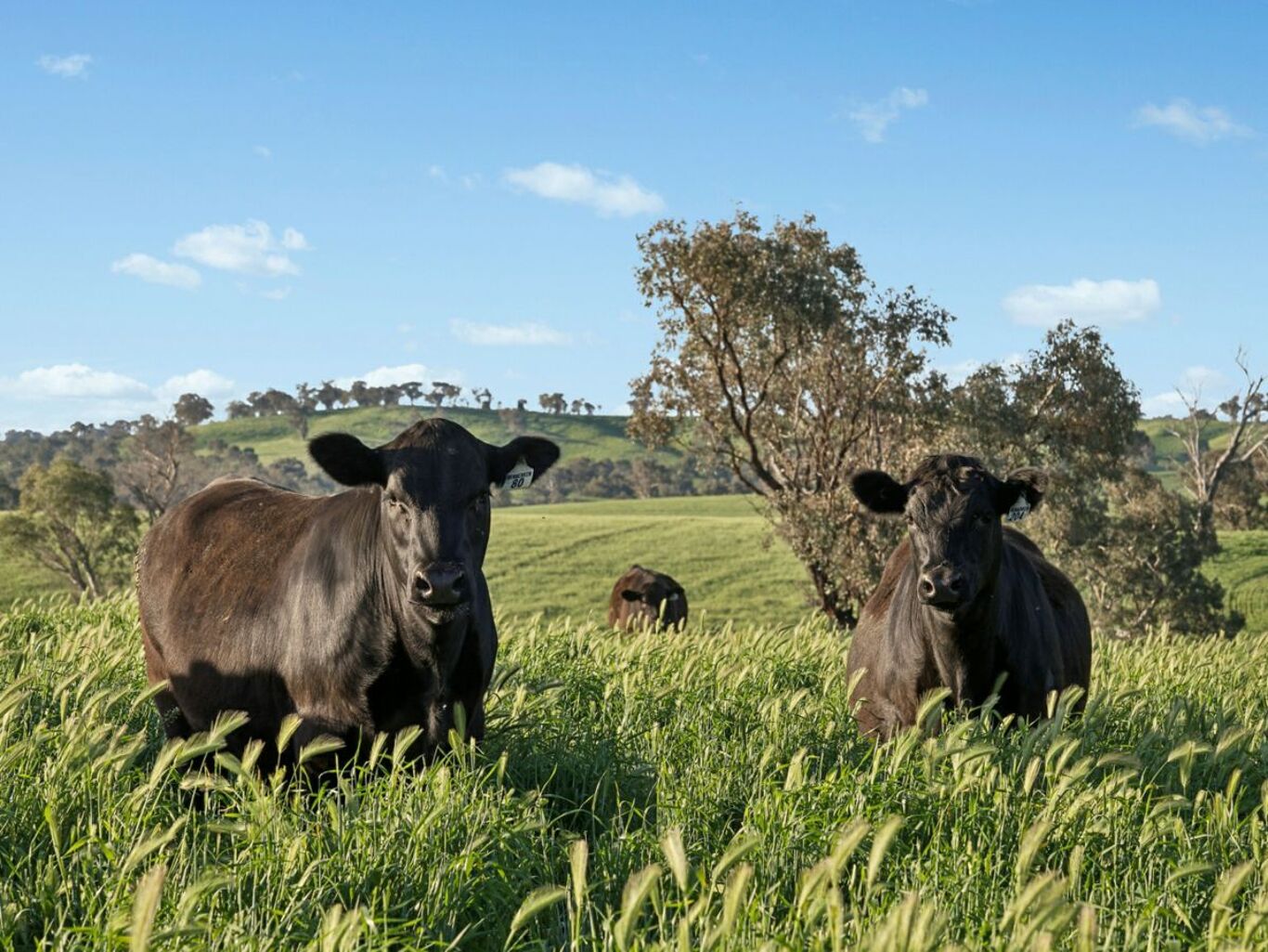 Image of 6294 Mitchell Highway, MOLONG