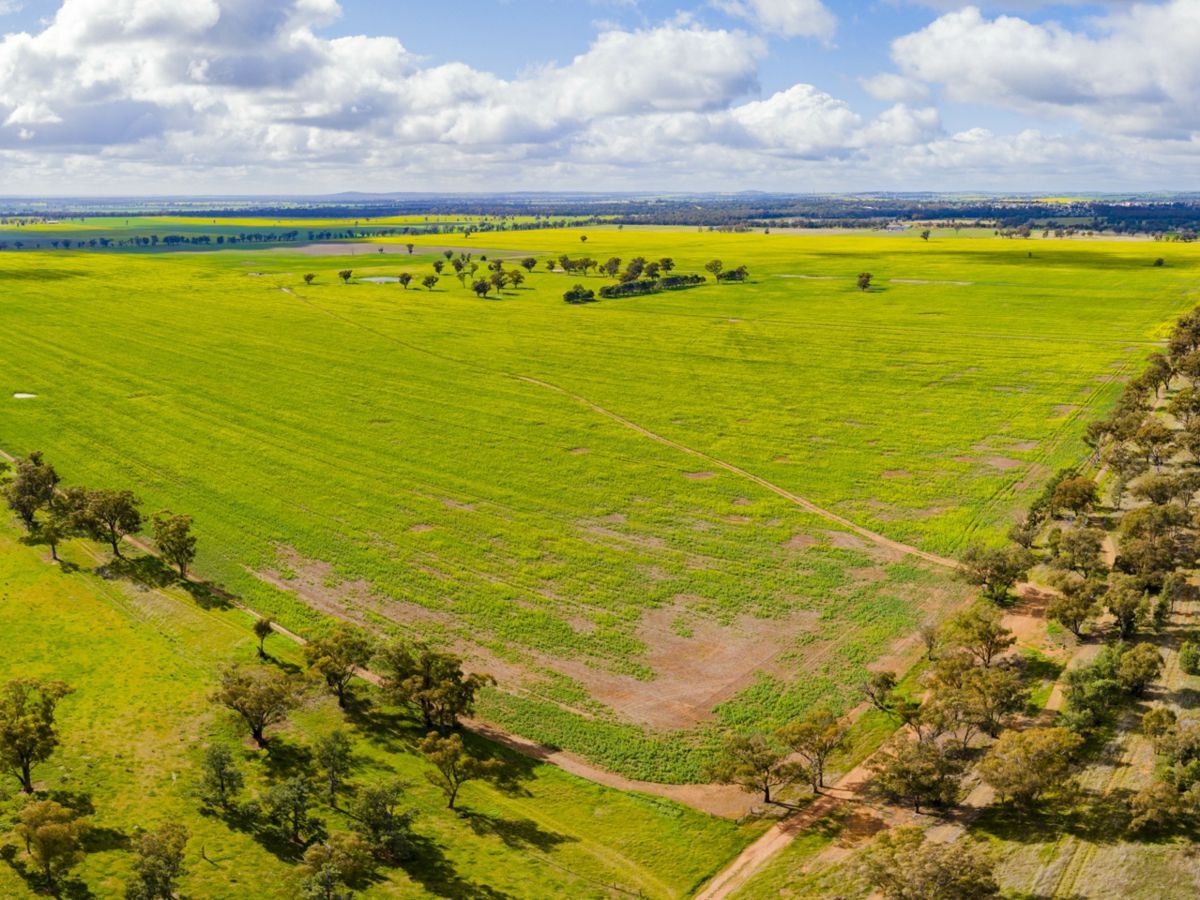Lonsdale Lane, COOLAMON, Coolamon - Thumbnail 6