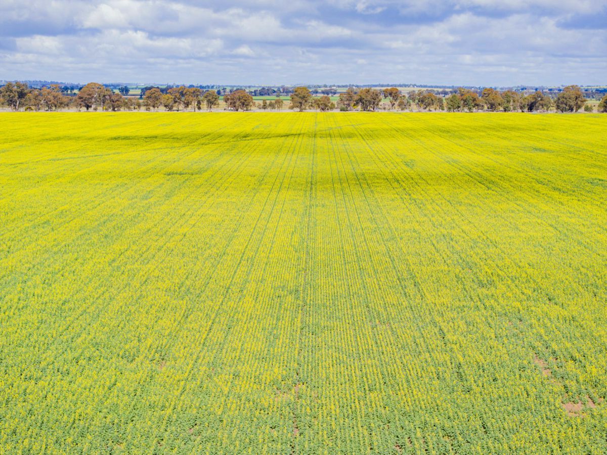 Lonsdale Lane, COOLAMON, Coolamon - Thumbnail 2