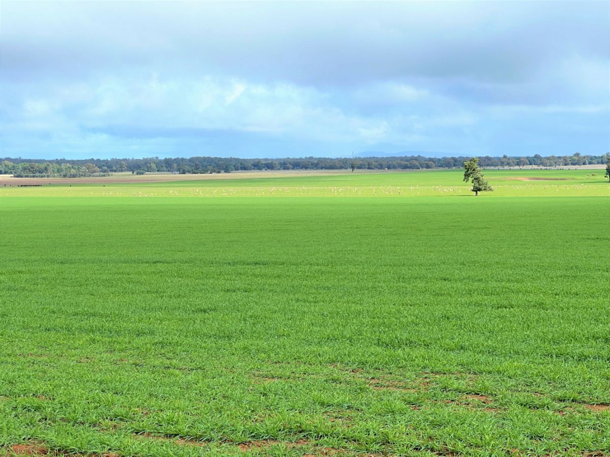 2648 Old Narrandera Road, CURRAWARNA, Currawarna - Image 1