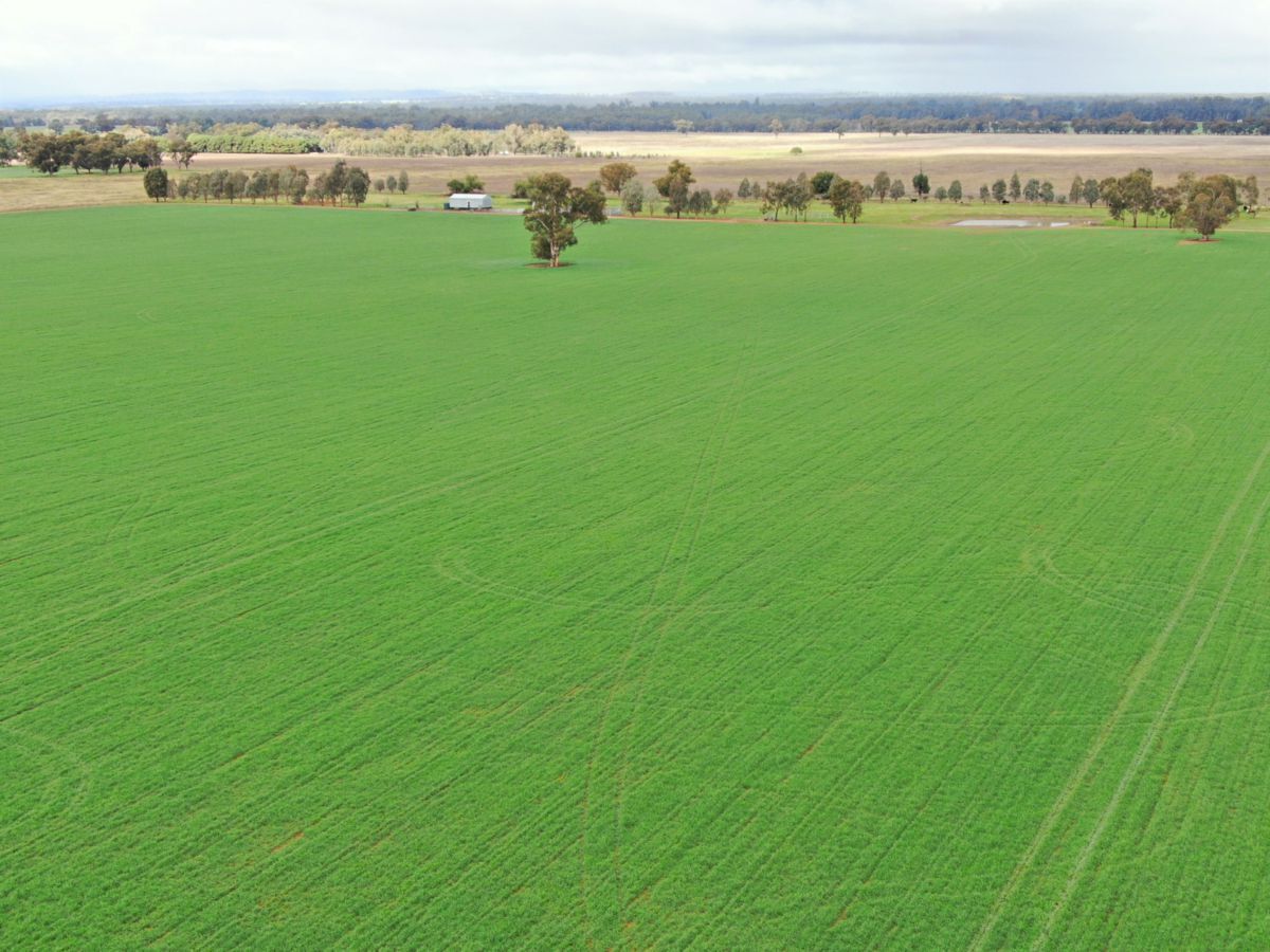 2648 Old Narrandera Road, CURRAWARNA, Currawarna - Thumbnail 2