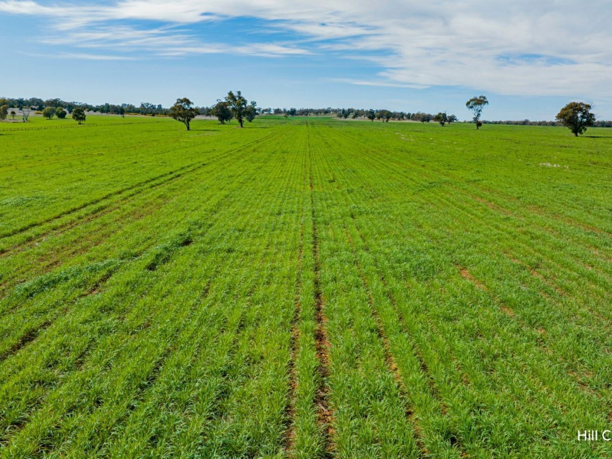Kamarah Road, NARRANDERA, Narrandera - Thumbnail 8