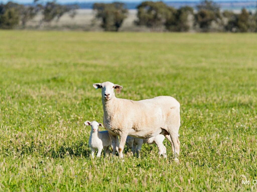 Image of  Kamarah Road, NARRANDERA