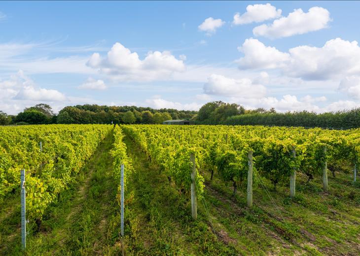 Picture of Vineyard for sale.