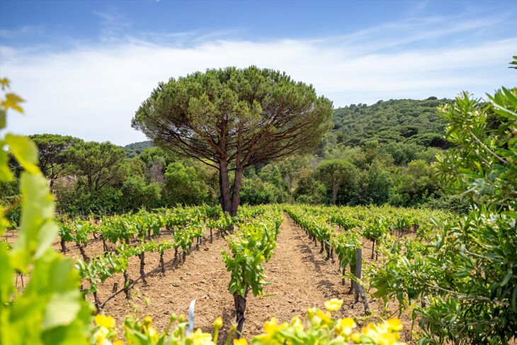 Picture of Ramatuelle, Var, Provence-Alpes-Côte d'Azur