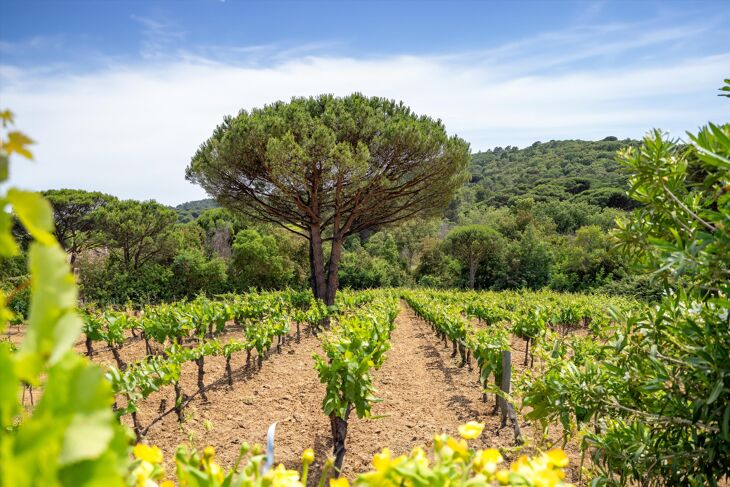 Picture of Ramatuelle, Var, Provence-Alpes-Côte d`Azur