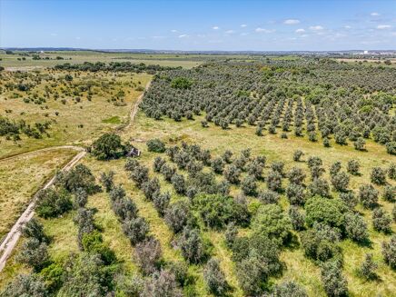 Picture of Land for sale.