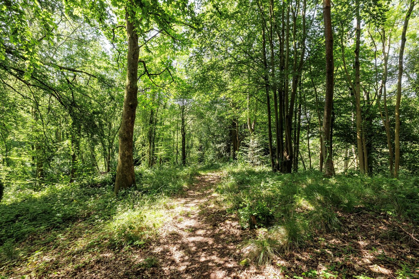 Image of Ribwood, 3 Caynham Woods, Caynham, Ludlow, Shropshire SY8