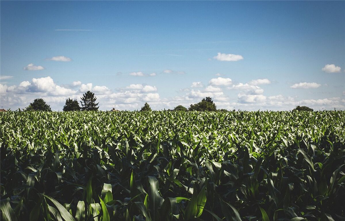 house for sale in Home 6 The Radley, Main Road, Hallow, Worcester