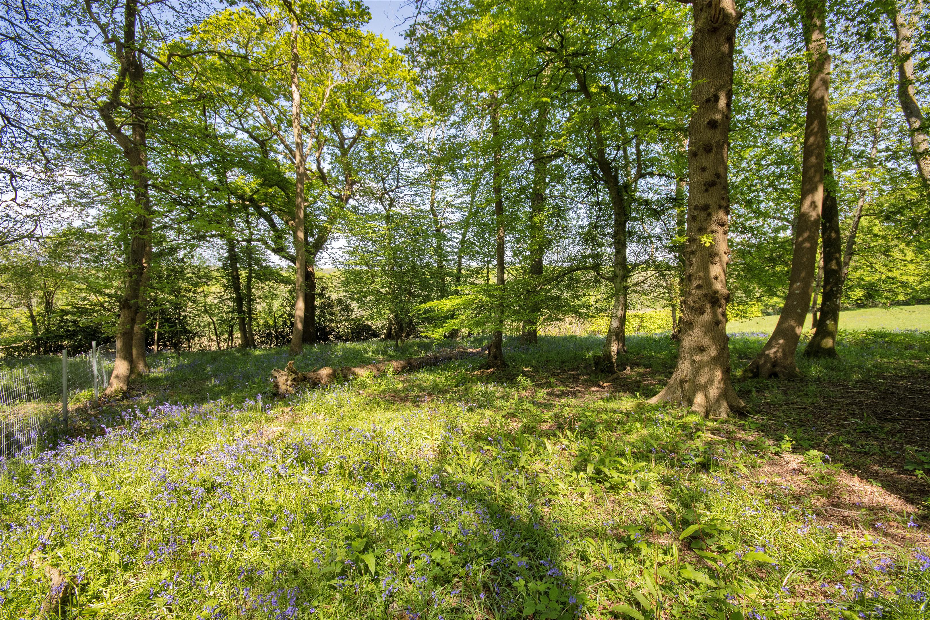 Wadhurst
