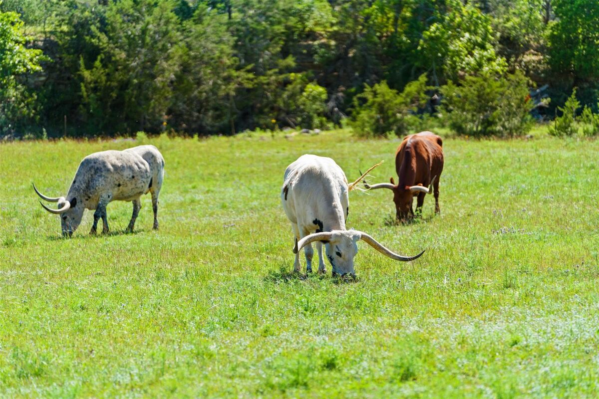 farm/estate for sale in 2401 W Fitzhugh Rd Dripping Springs, Texas