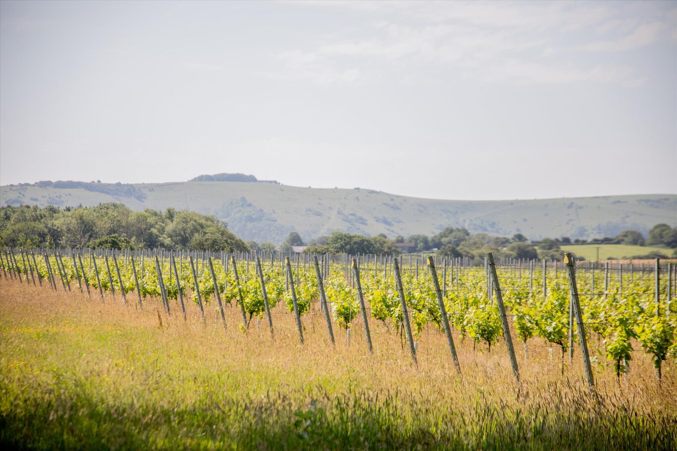 Image of Park Farm Vineyard, Henfield Road, Poynings, Brighton, West Sussex BN45