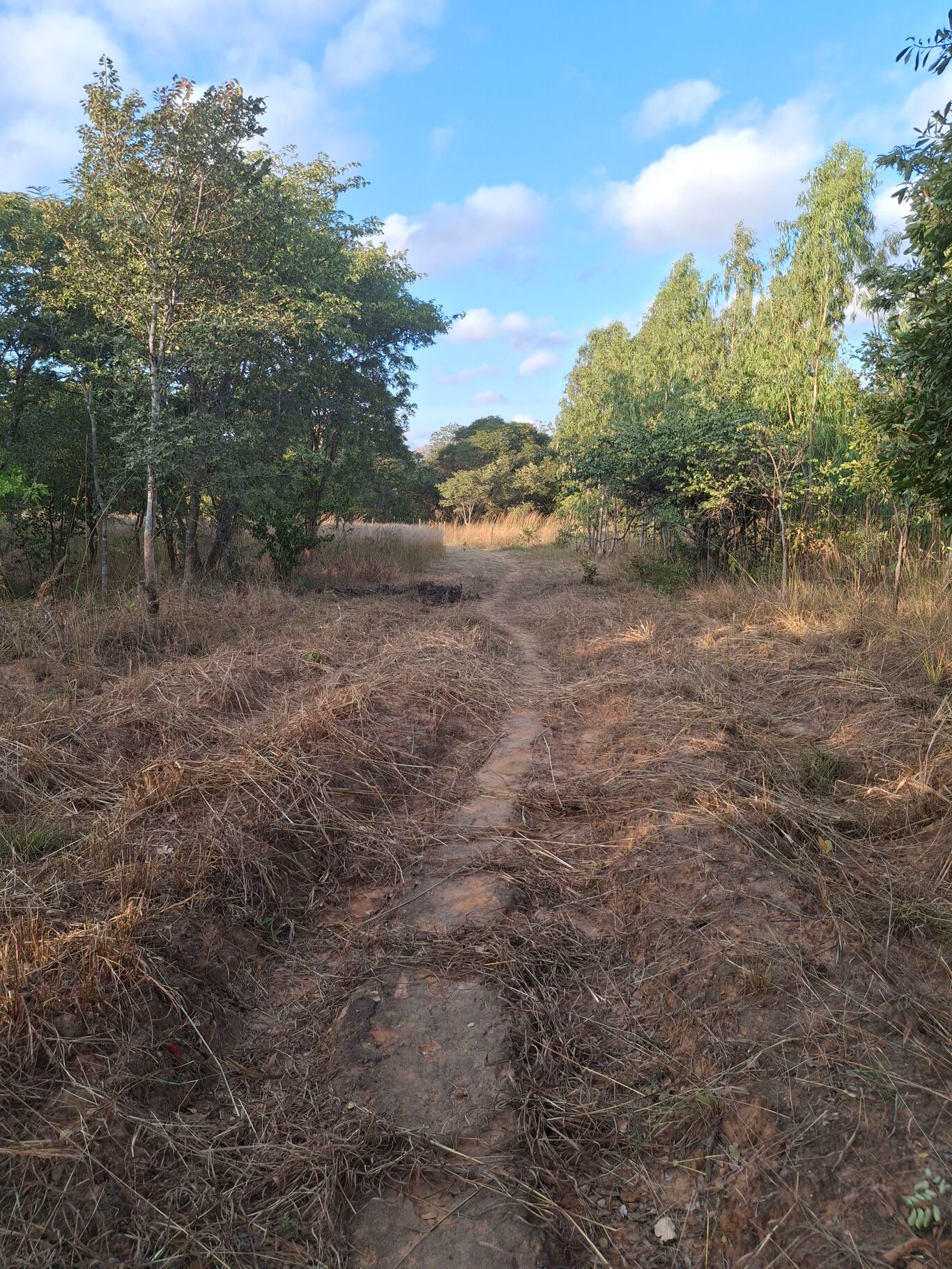 Image of Msamba
Mungwi Road
Lusaka West