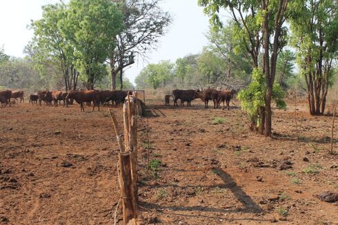 Picture of Farm for sale.