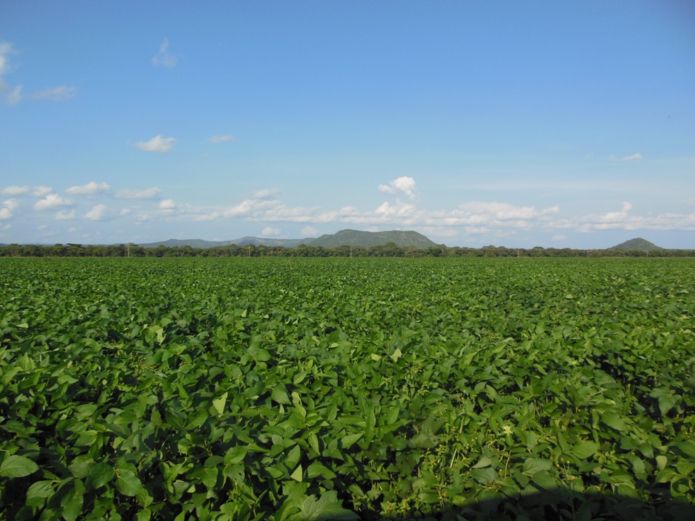 Agricultural for sale in Mkushi Farm Block 02 Mkushi ZMZM0812 Knight Frank