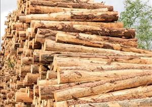 UK Forestry Market UpdateUK Forestry Market Update - 2019