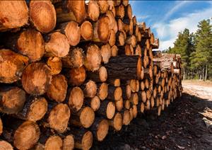 UK Forestry Market UpdateUK Forestry Market Update - 2018