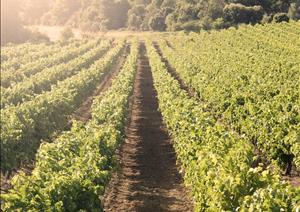 Global Vineyard IndexGlobal Vineyard Index - 2014